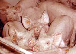 Transgenic pigs