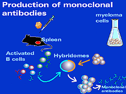 Production of monoclonal antibodies.