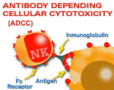 Antibody depending cytotoxicity processes