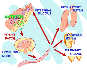 Stimulation of the lymphoid tissue of the mucosa