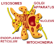 Macrophage diagram