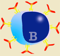 Diagram of B-lymphocyte and its activation to plasma cell