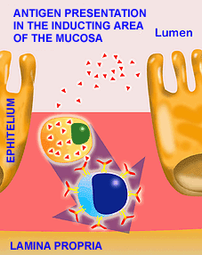 Ag presentation in the mucosa
