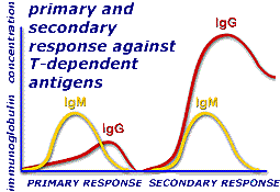 Primary and secondary response against T-dependient antigens