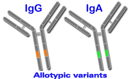 Alotypic variants