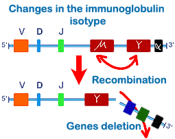 immunoglobulin Isotype changes