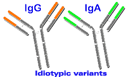 Idiotypic variants