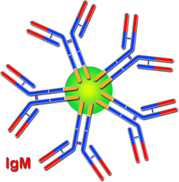  IgM diagram