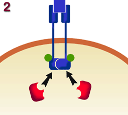 Cytokine receptors 2