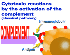 Cytotoxic reaction