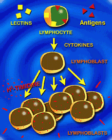 Induced lymphocyte proliferation.