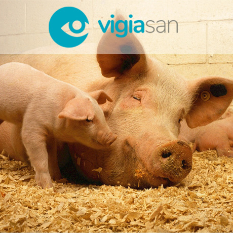 Vigiasan: Proyecto de Innovación Empleo de Tecnologías para evaluar el estado de salud, bienestar y productividad en ganado