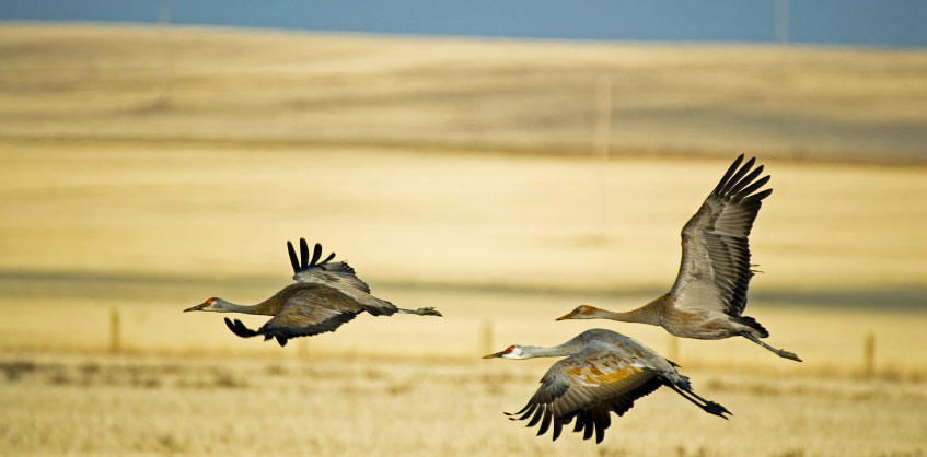 Grullas-despegamos en Sanidad Animal