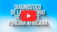 Diagnóstico de Laboratorio de la Peste Porcina Africana