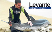 La epidemia de morbillivirus se cobra la vida de once delfines en dos semanas. Levante, El mercantil Valenciano